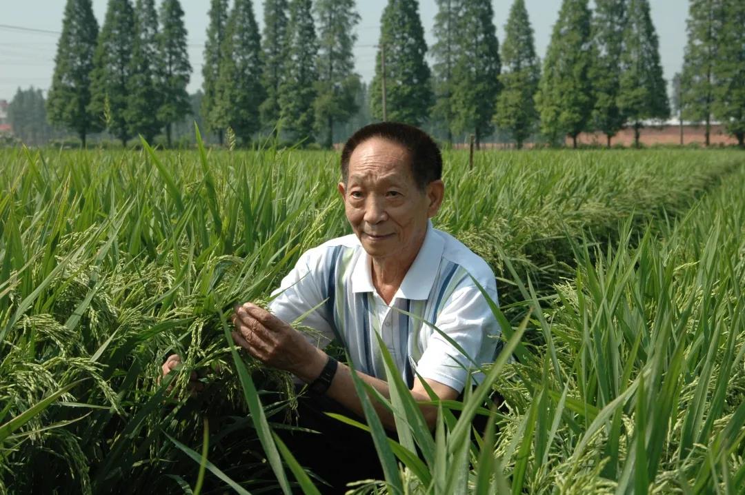 55年前，袁隆平這個(gè)"叛逆"結(jié)論，跨過(guò)"禁區(qū)"